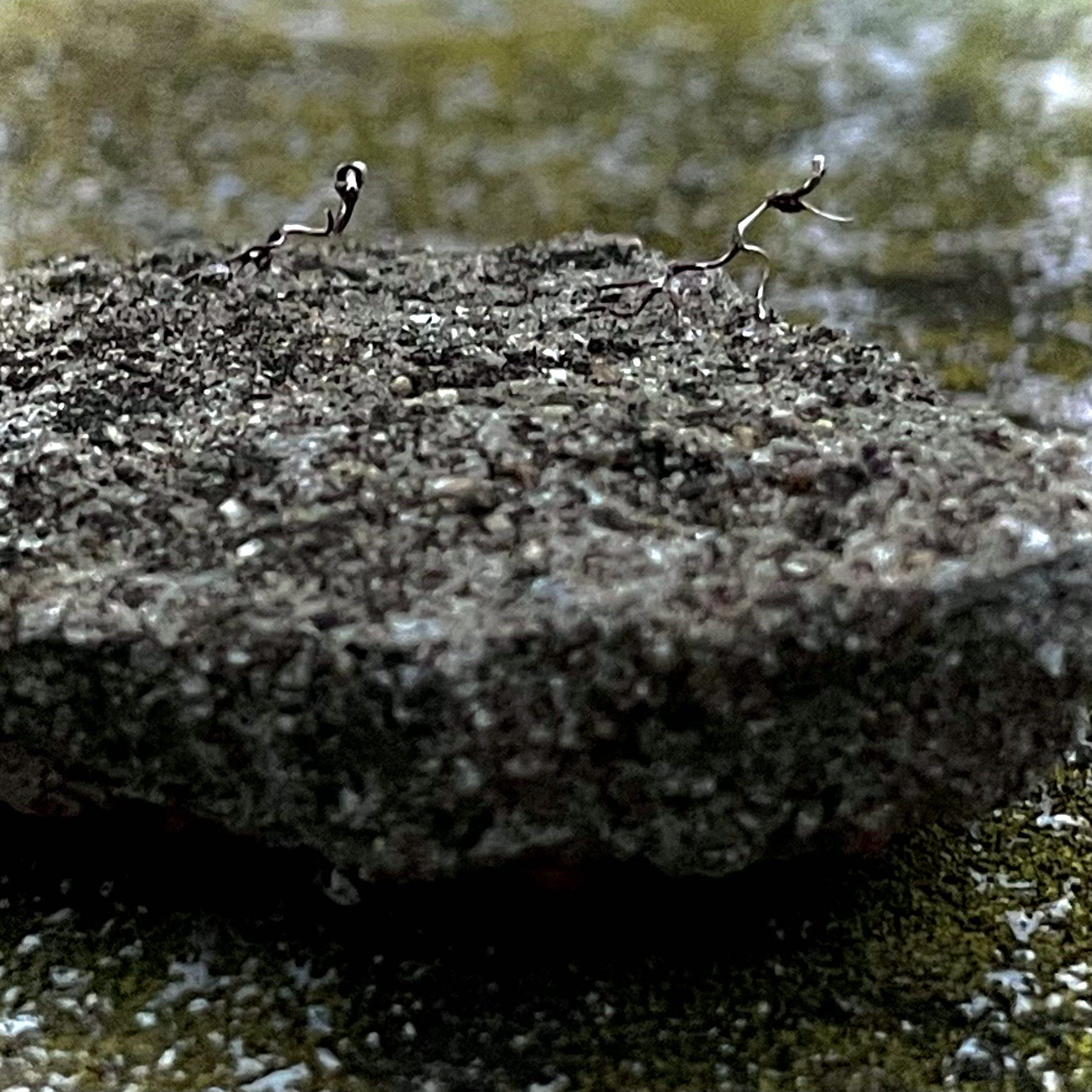 A piece of lichen on a rock that is shaped like a running man.'