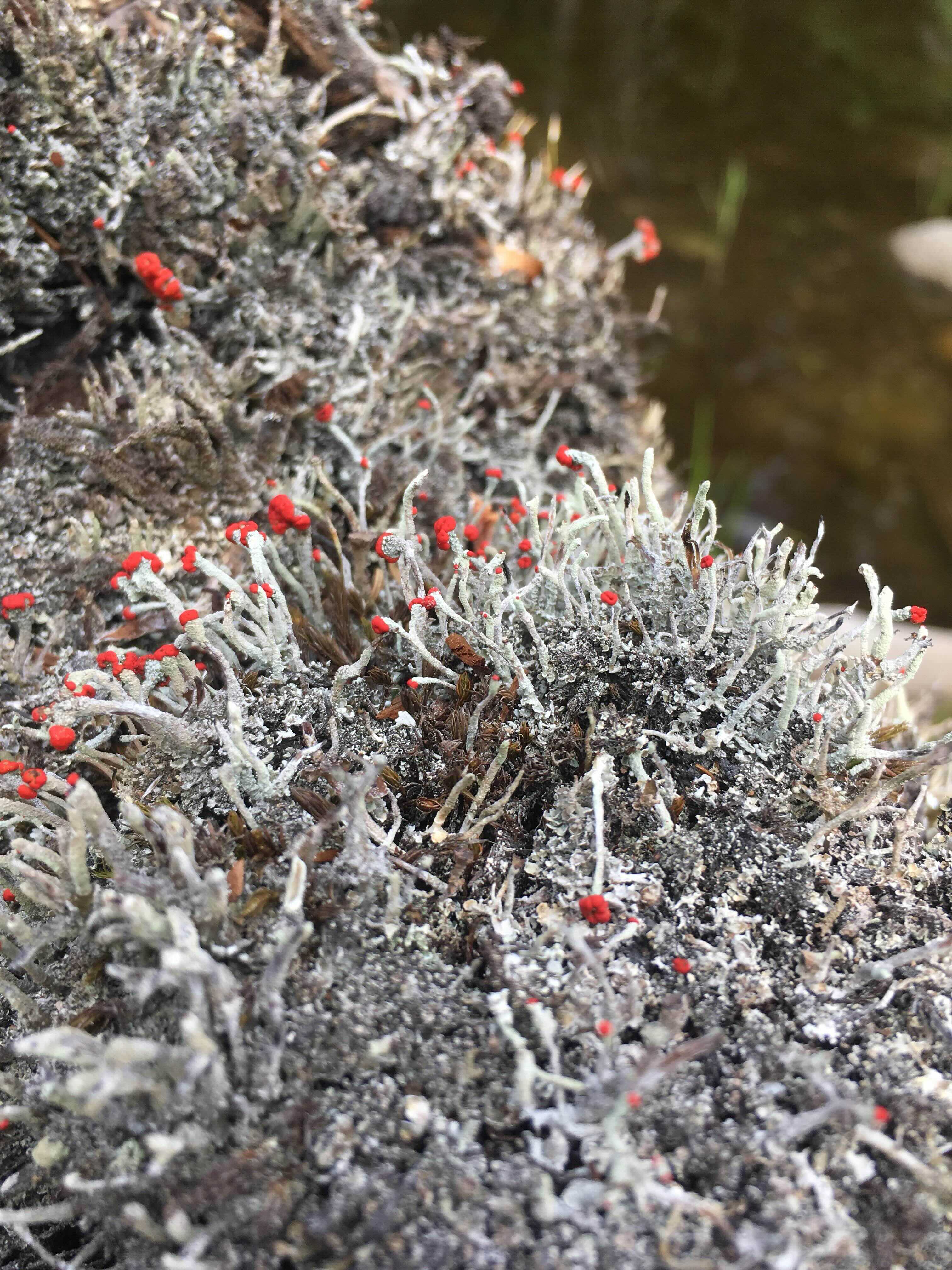 A piece of lichen on a rock that is shaped like a running man.'